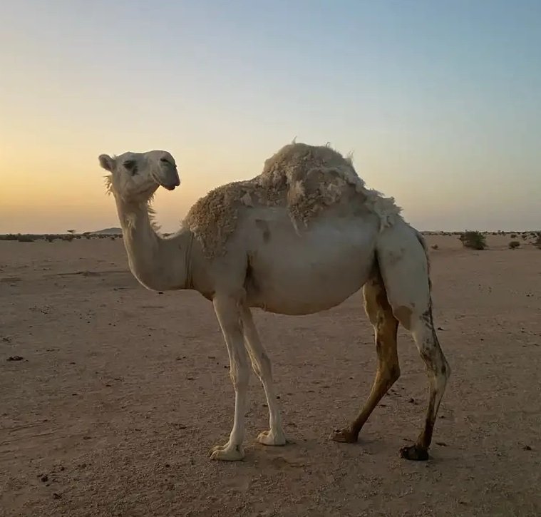 ناقه وضحا رباع كفو للبيع