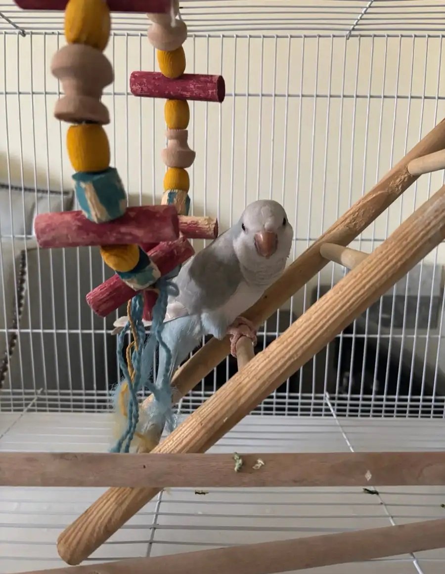 للبيع ببغاء كويكر ناطق وقابل للتعليم