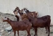 غنم وشح دهم دفع العدد 7