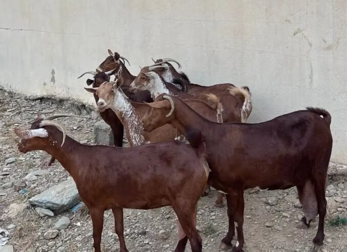 غنم وشح دهم دفع العدد 7