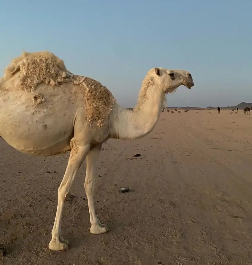 ناقه وضحا رباع كفو للبيع