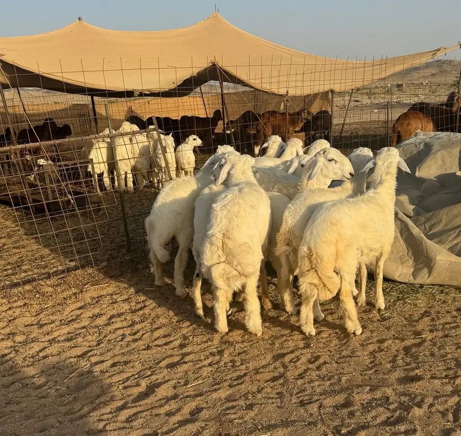 اضاحي حري وسواكني