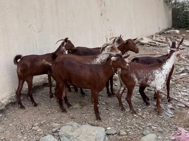غنم وشح دهم دفع العدد 7