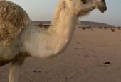 ناقه وضحا رباع كفو للبيع