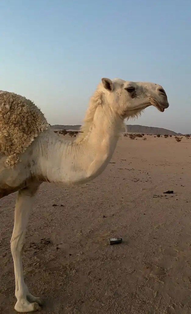 ناقه وضحا رباع كفو للبيع