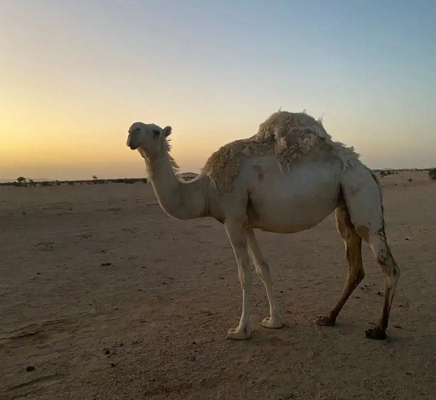 ناقه وضحا رباع كفو للبيع