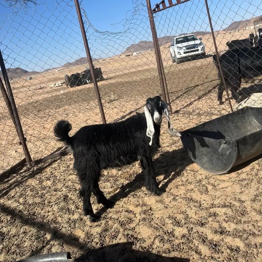 جفره طيبه للبيع