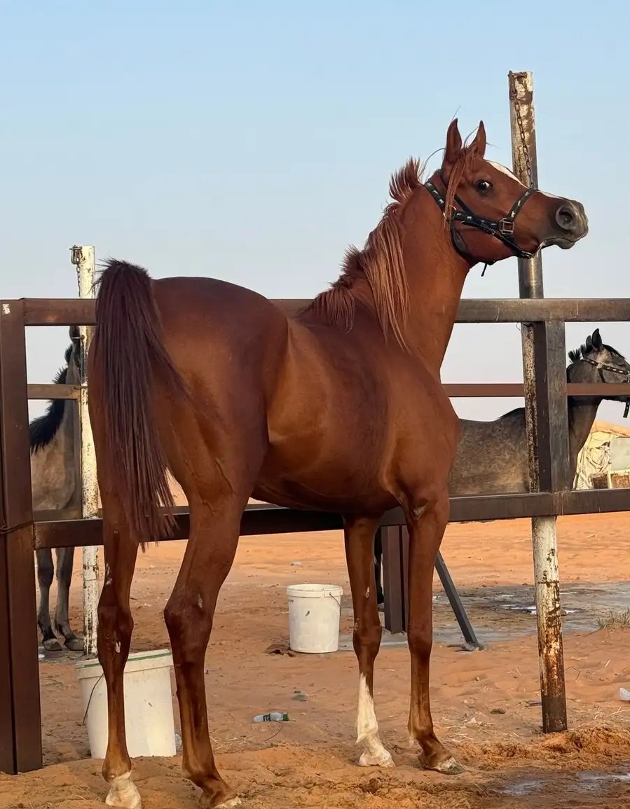 فحل مربط مكس