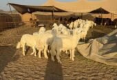 اضاحي حري وسواكني