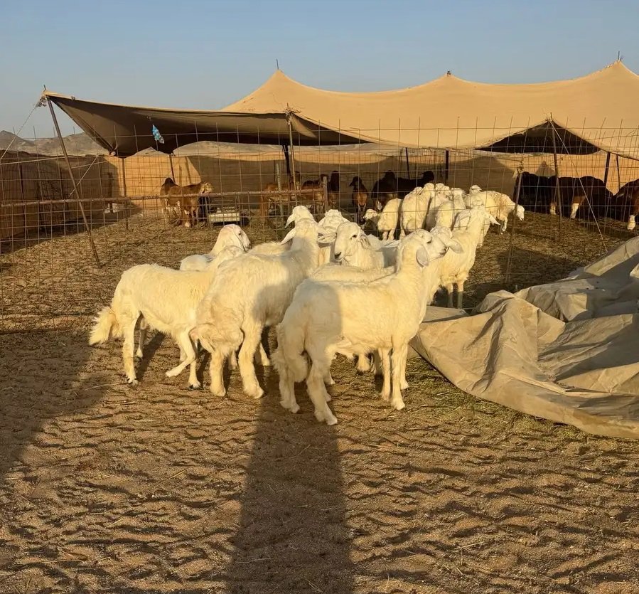 اضاحي حري وسواكني