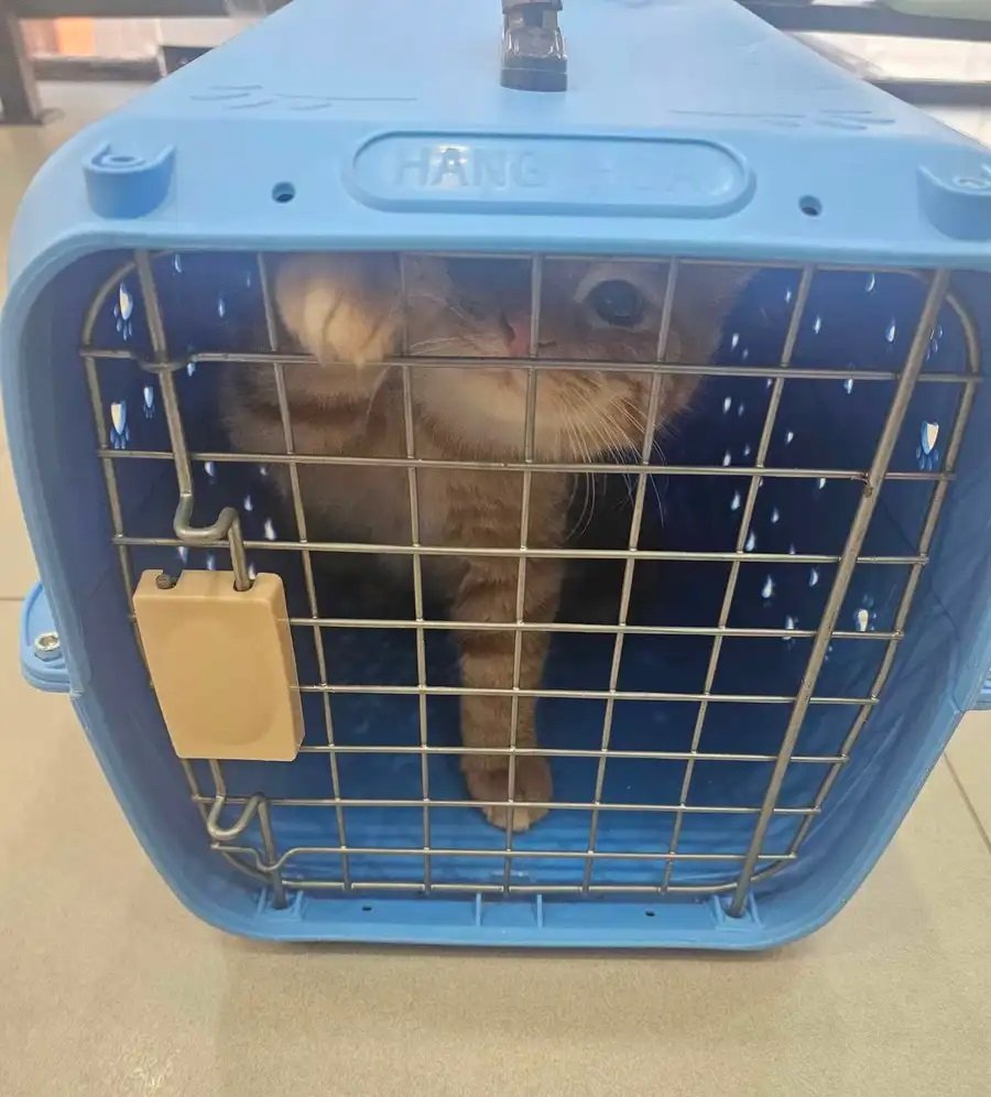 قطه اسكوتش للبيع