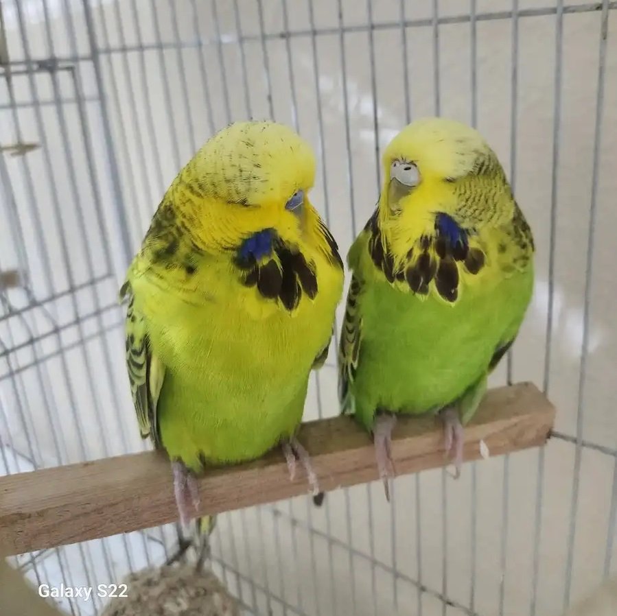 بادجي انجليزي توب