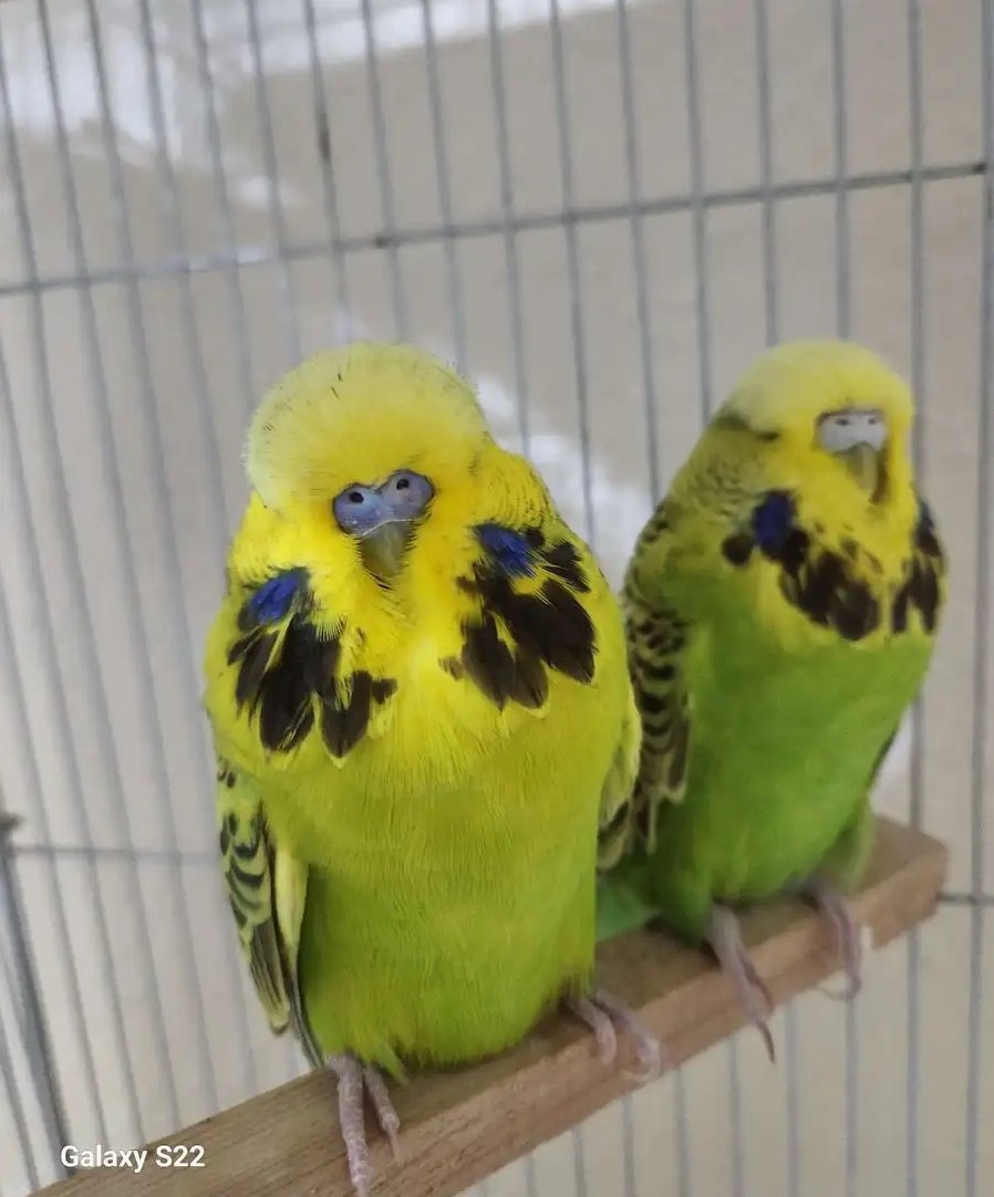 بادجي انجليزي توب