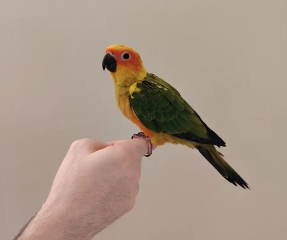 صن كنيور