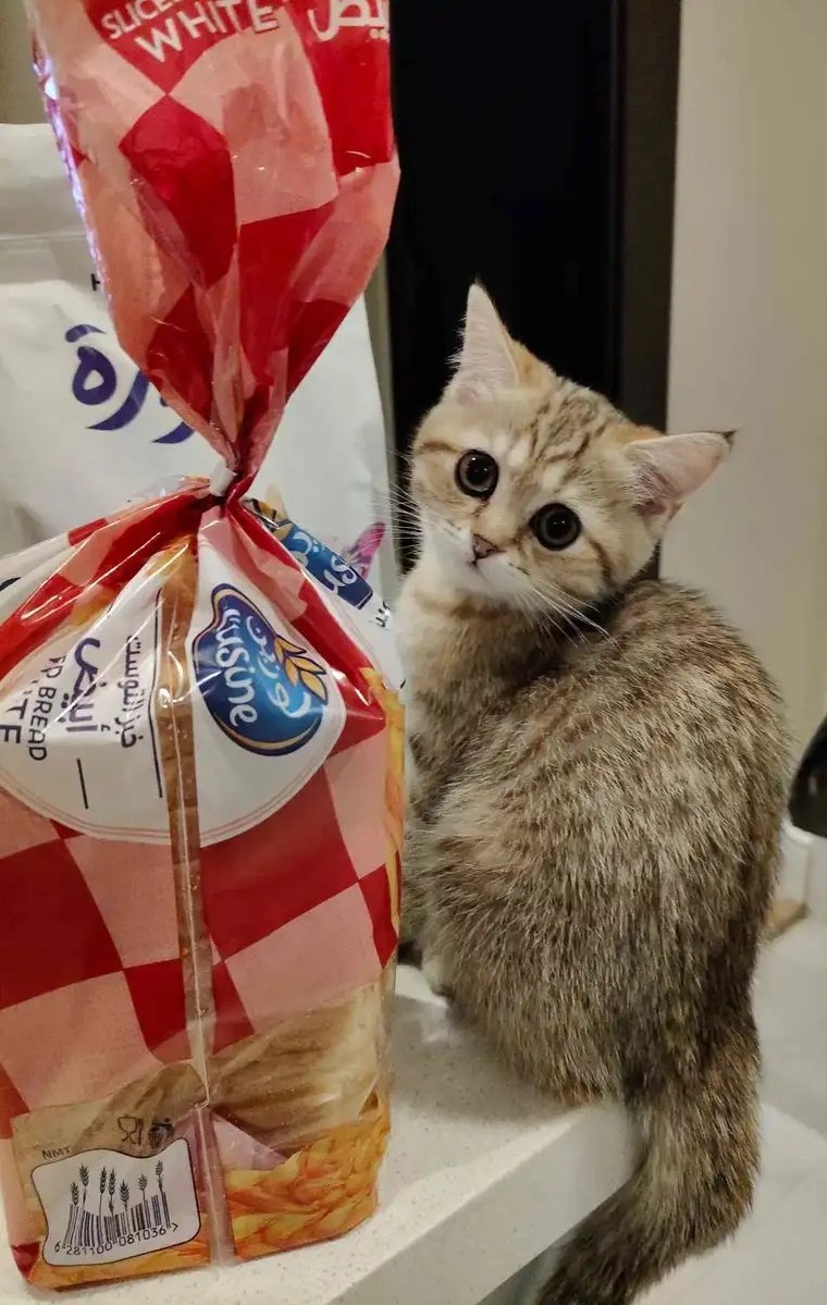 قطة سكوتش ستريت