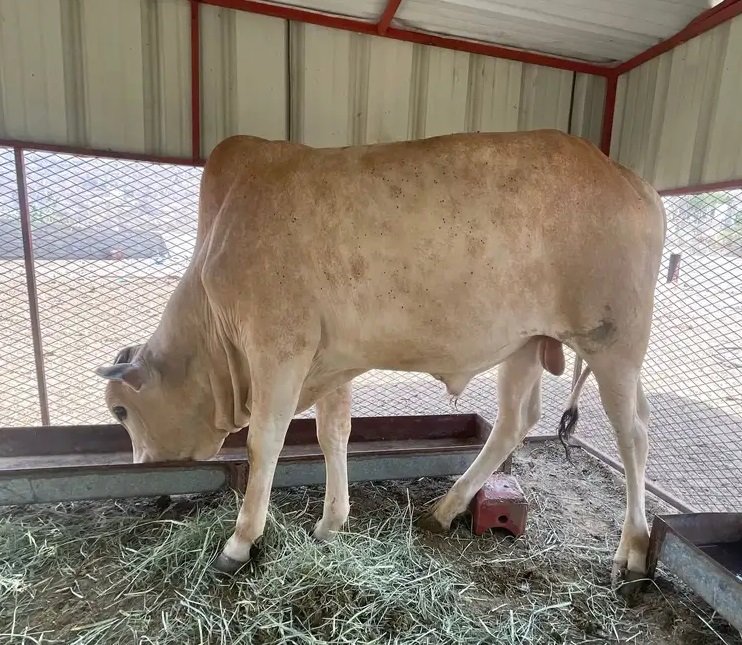 عجل بلدي للبيع