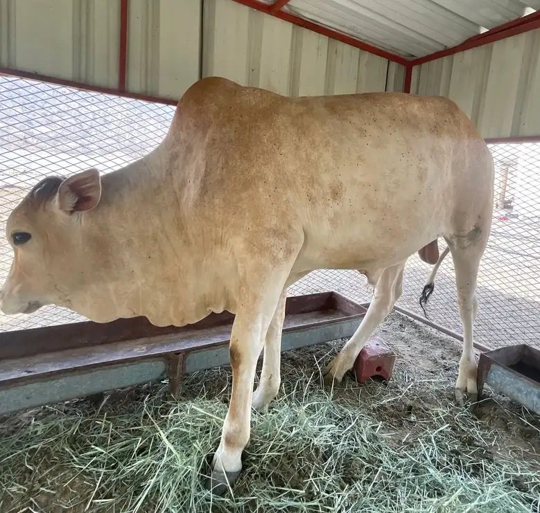 عجل بلدي للبيع