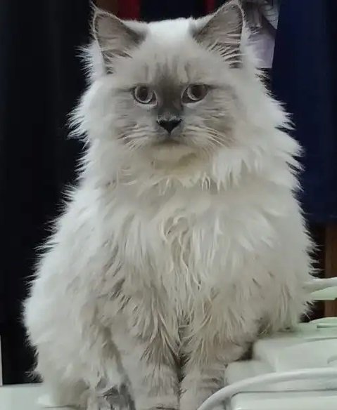 قط لطيف للبيع عمره سنه