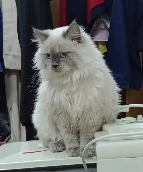 قط لطيف للبيع عمره سنه