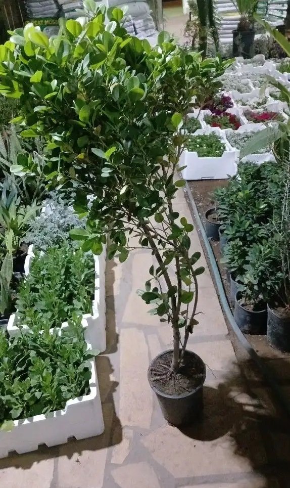 جميع انواع الزراعة