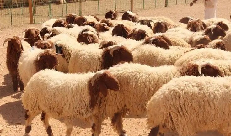توصيل اضاحي الرياض و محافظاتها و الحوطه