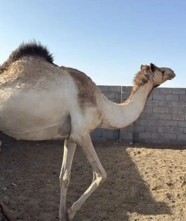 ناقه جزر حايل ولا مقنوي