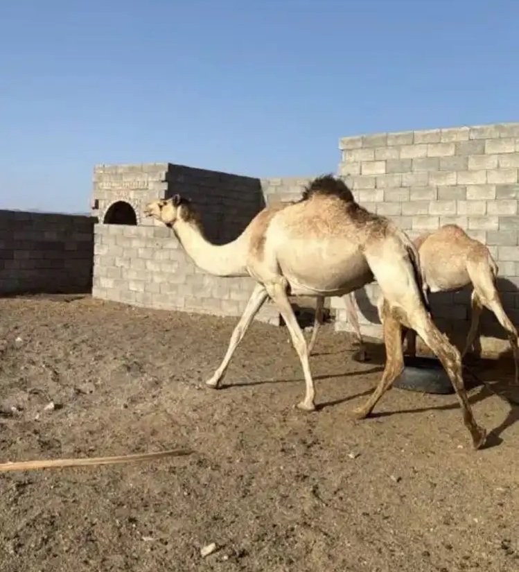 ناقه جزر حايل ولا مقنوي