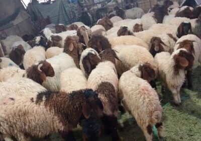 768×1020-1_-818rntKQu9boz7.jpg-900