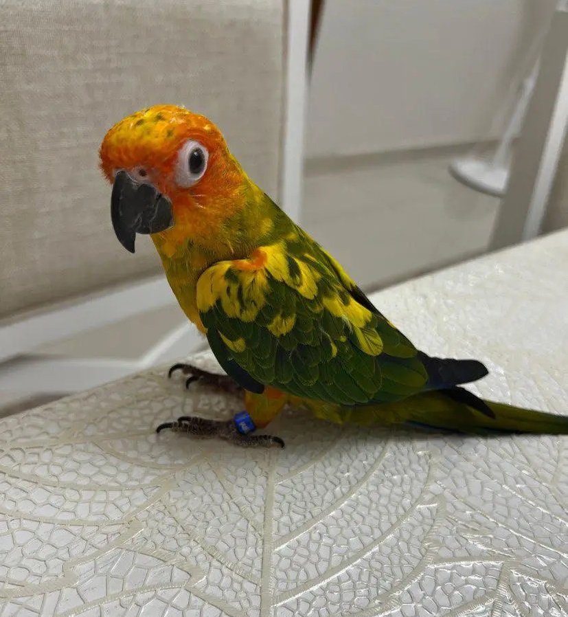 صن كنيور للبيع