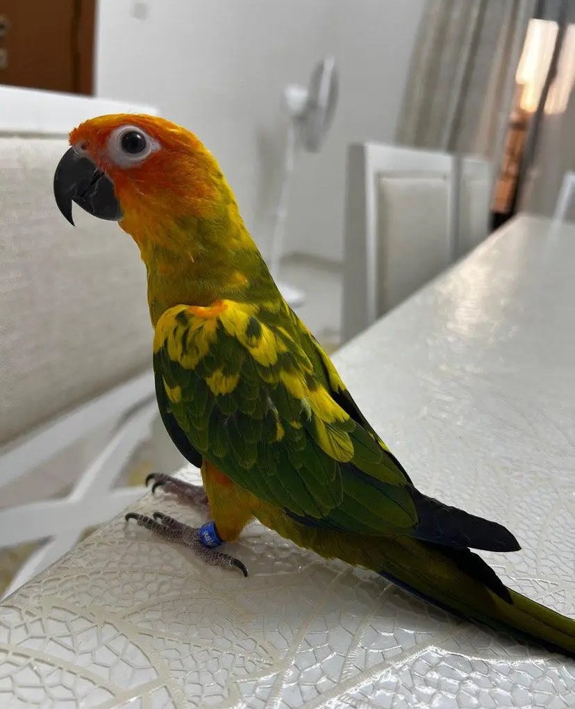 صن كنيور للبيع