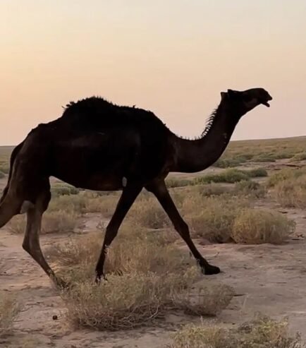 ناقه للبيع