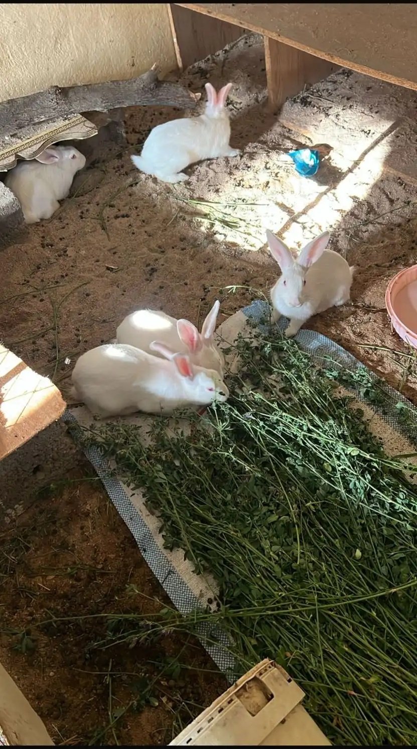 ارانب فرنسيه