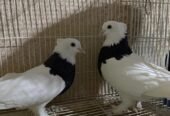 جوزين حمام ايراني مطوق