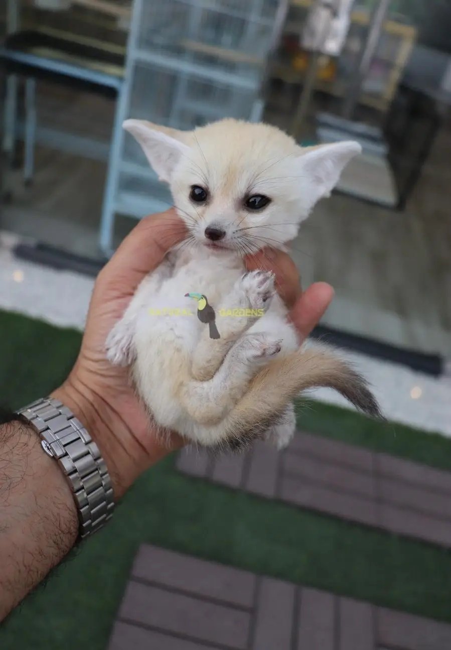 ثعلب فنك فوكس لعشاق النوادر