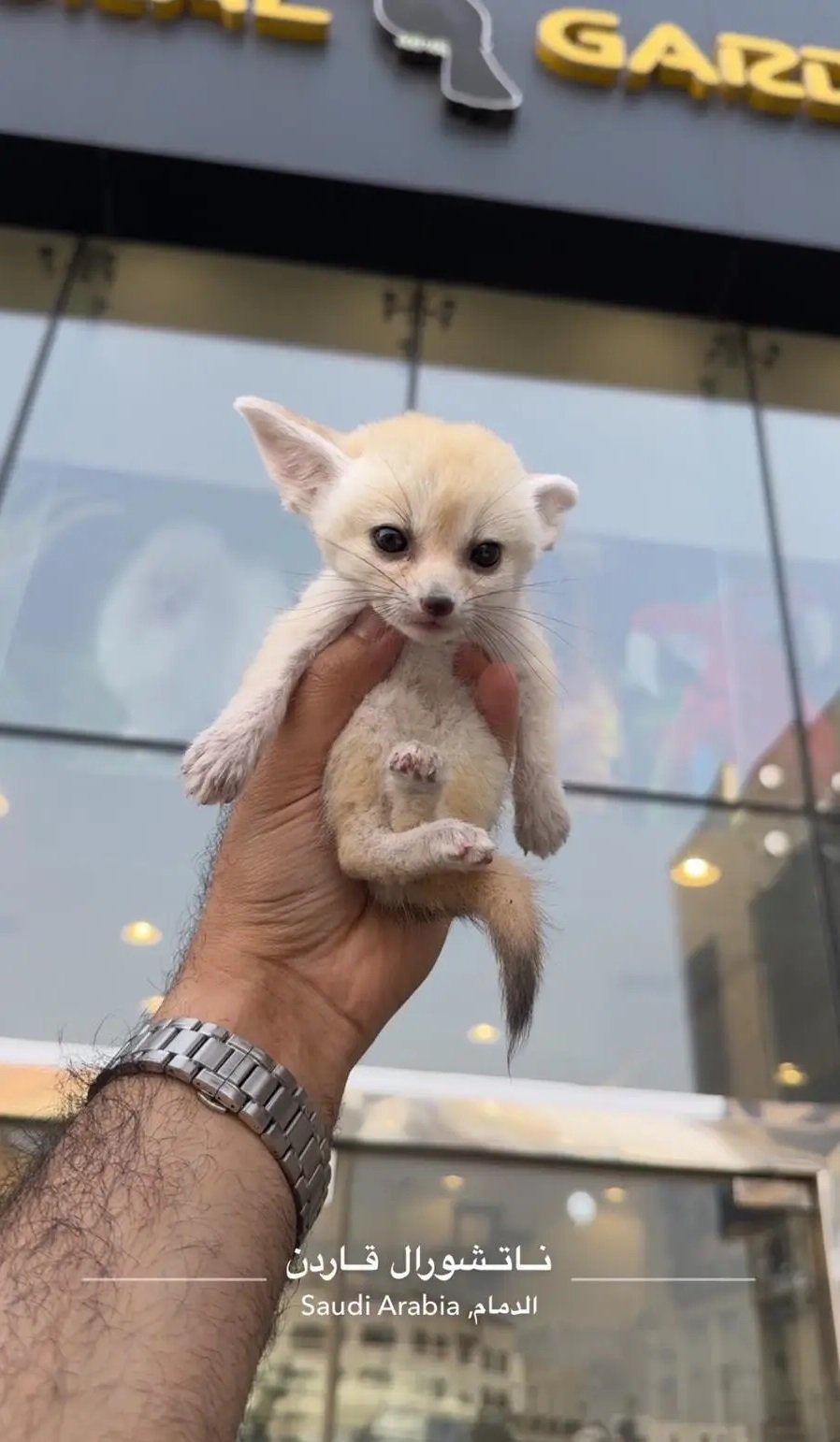 ثعلب فنك فوكس لعشاق النوادر