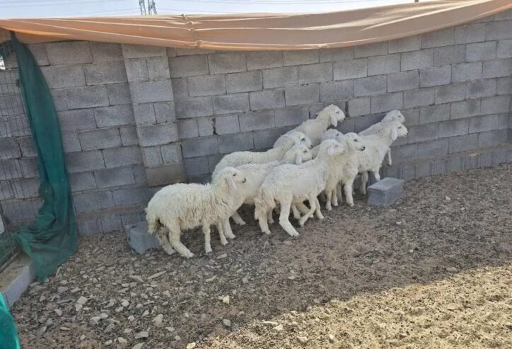 طليان ورخال للبيع