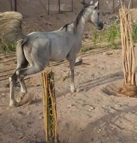حصان العمر 5سنوات تقريبا