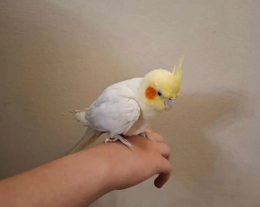 عصفوران كروان