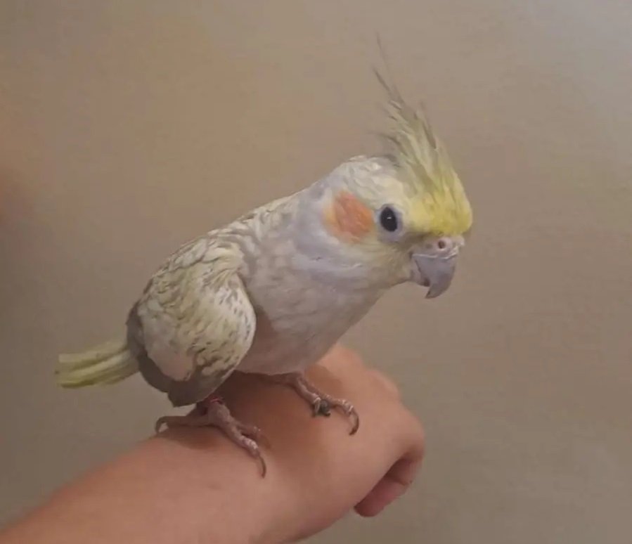 عصفوران كروان