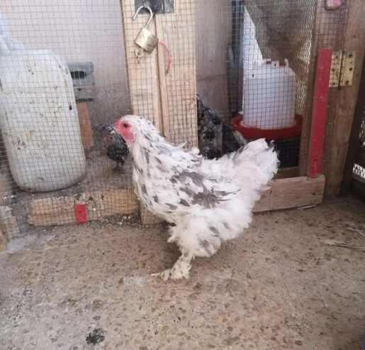 طقم دجاجتين وديك براهما اصل (صافي) منتجة وبياضة