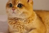 ذكر سكوتش برتش بيور