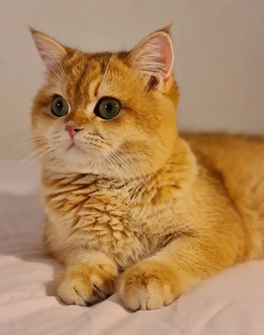 ذكر سكوتش برتش بيور