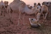 للبيع ناقه اضحية