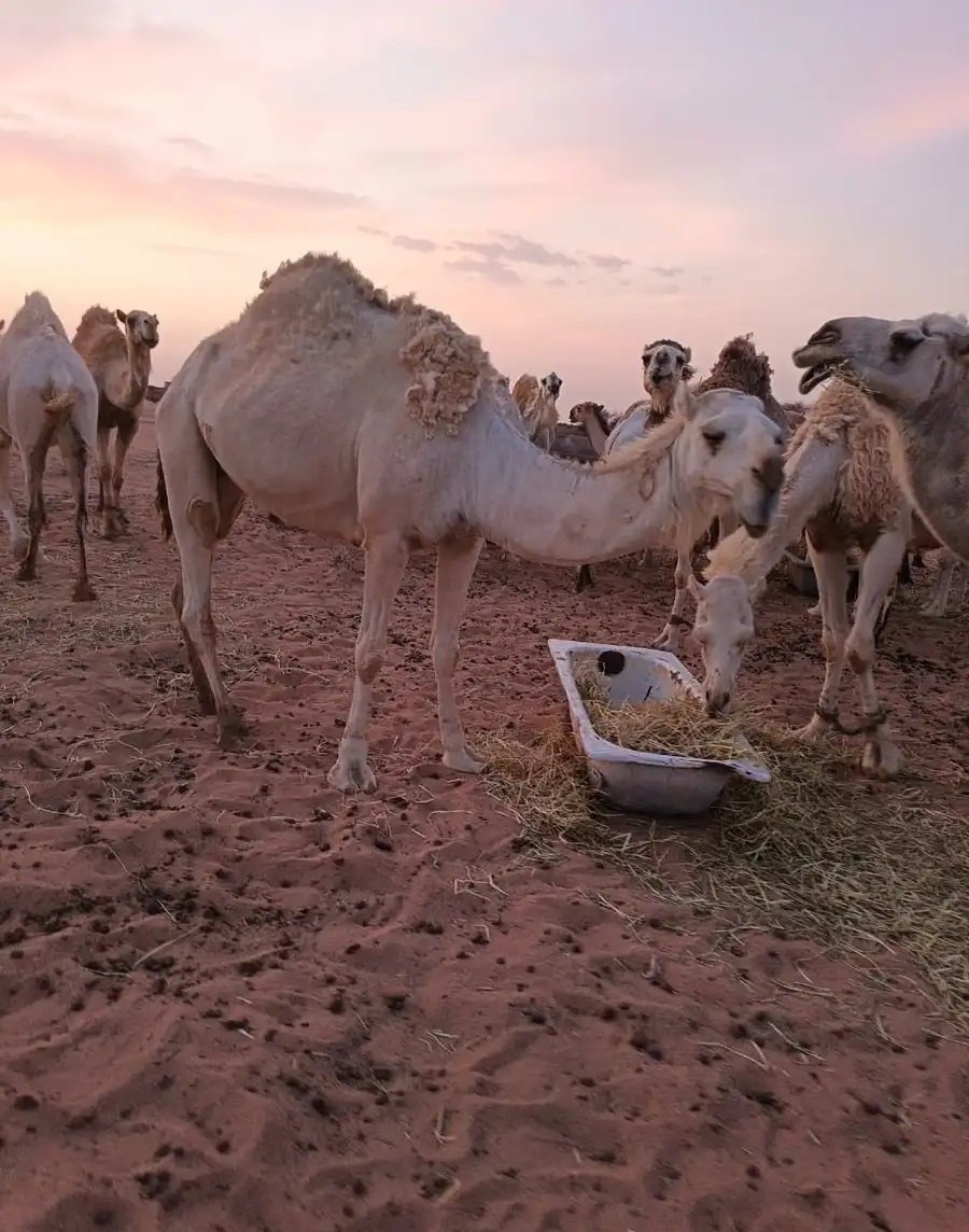 للبيع ناقه اضحية