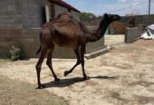 بكره نظيف للمناسبات عمرها 10 شهور سليمه من اي امراض