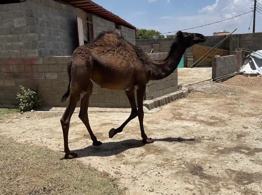 بكره نظيف للمناسبات عمرها 10 شهور سليمه من اي امراض