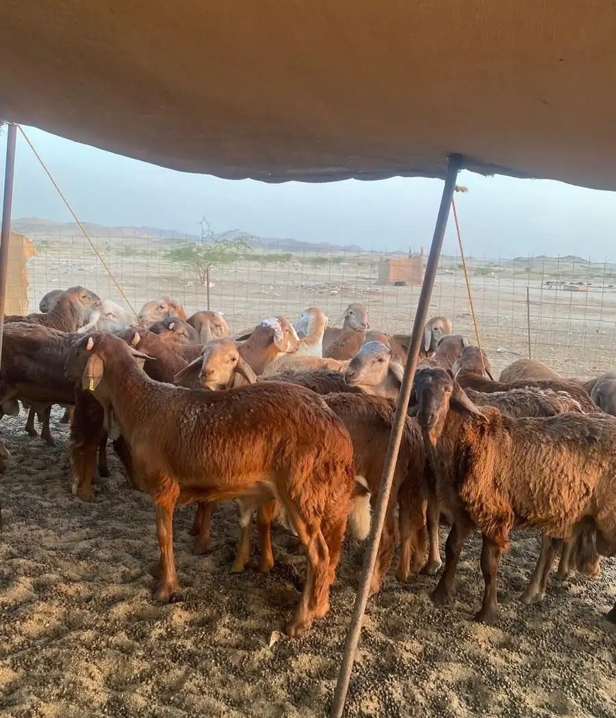 اضاحي حري وسواكني