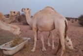 للبيع ناقه اضحية