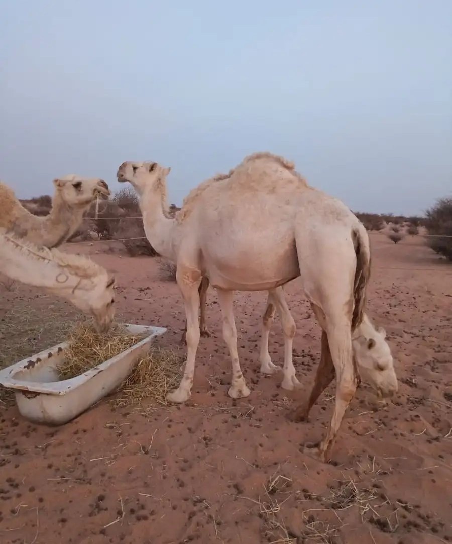 للبيع ناقه اضحية