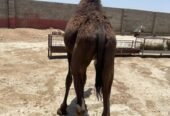 بكره نظيف للمناسبات عمرها 10 شهور سليمه من اي امراض